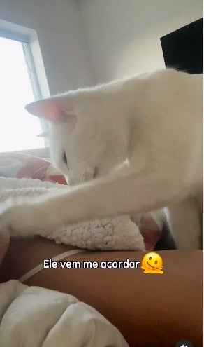 gato branco dando patadas na tutora para acordá-la