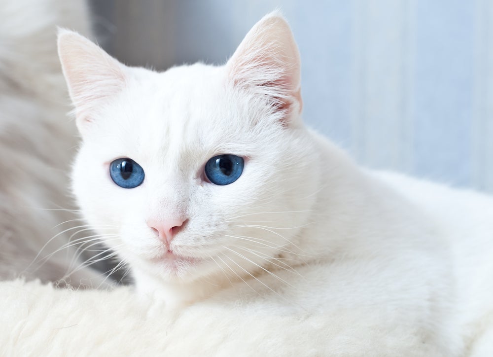 gato branco de olhos azuis
