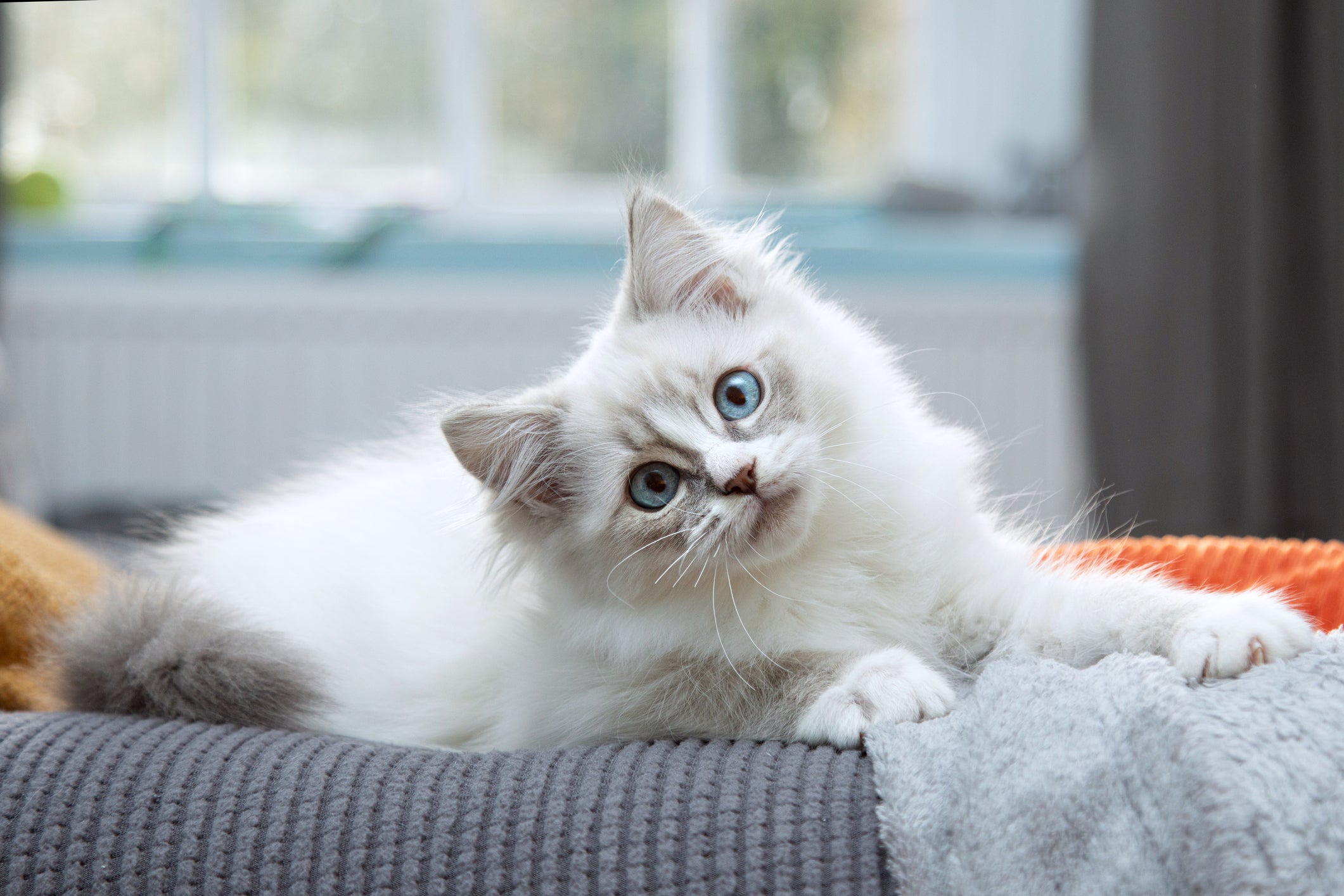 gato branco de olho azul deitado em cima de sofá olhando para a foto