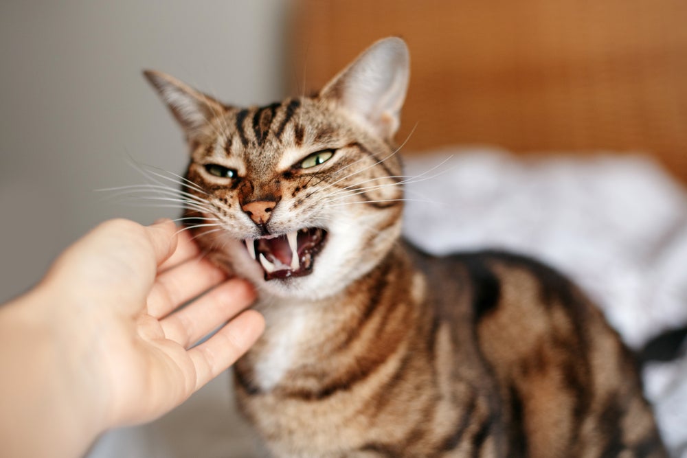 gato bravo com dentes à mostra tentando morder mão do dono