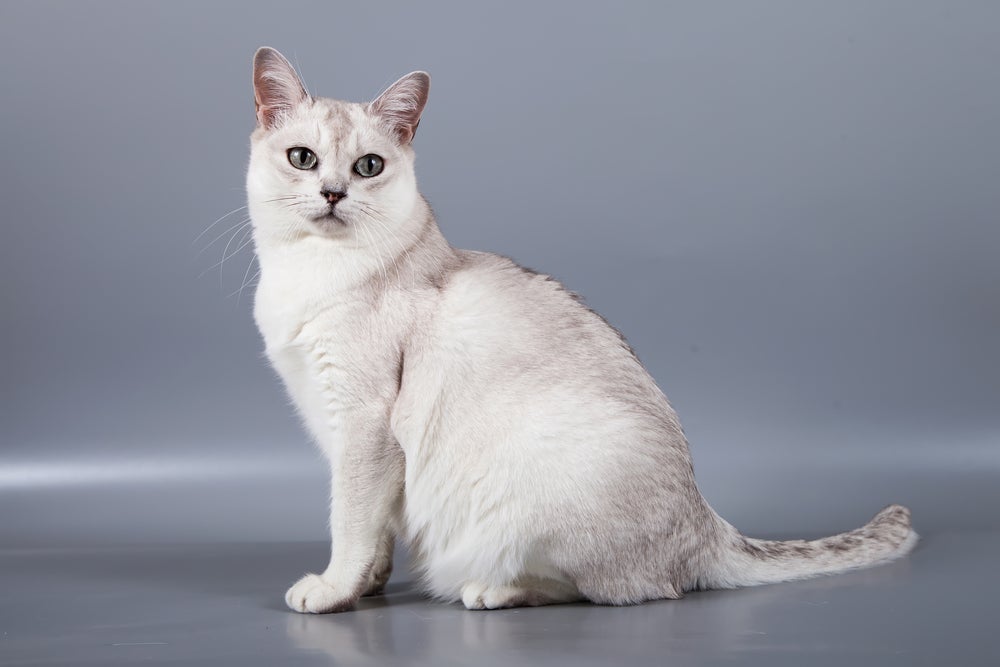 gato burmilla branco