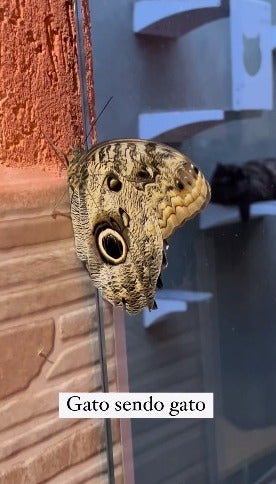 borboleta pousada em parede