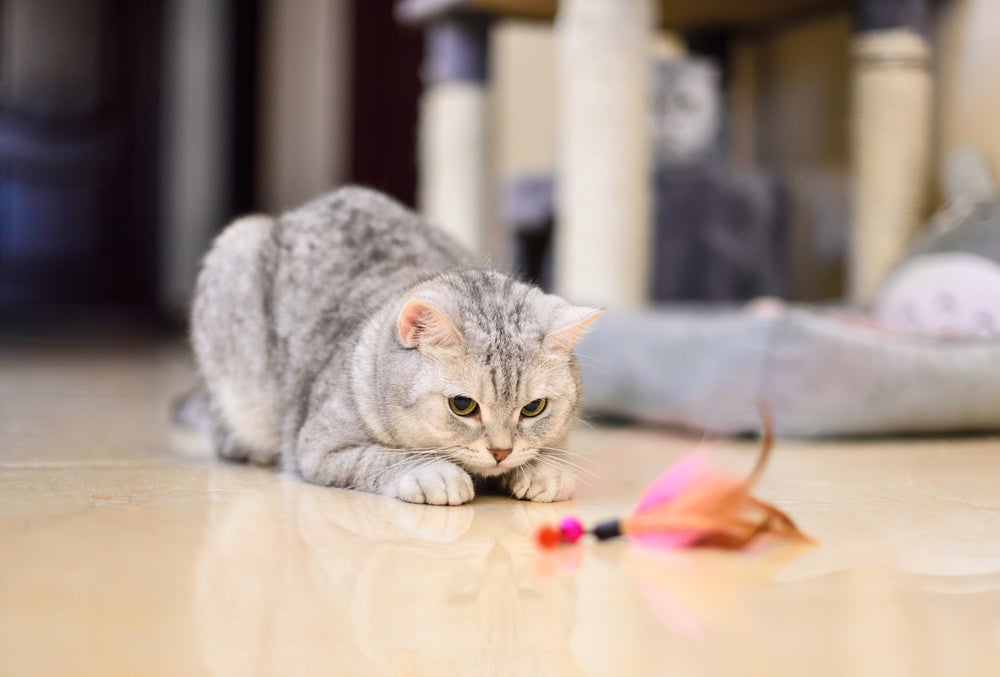 gato caçador: gato brincando dentro de casa