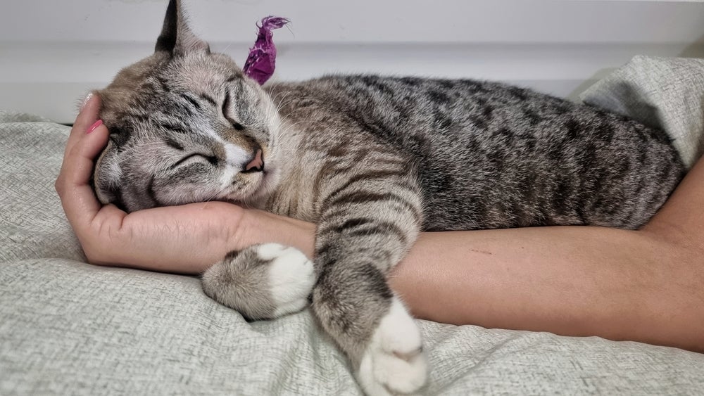 gato carente recebendo carinho