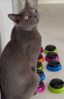 gato cinza ao lado de botão de comando para pets