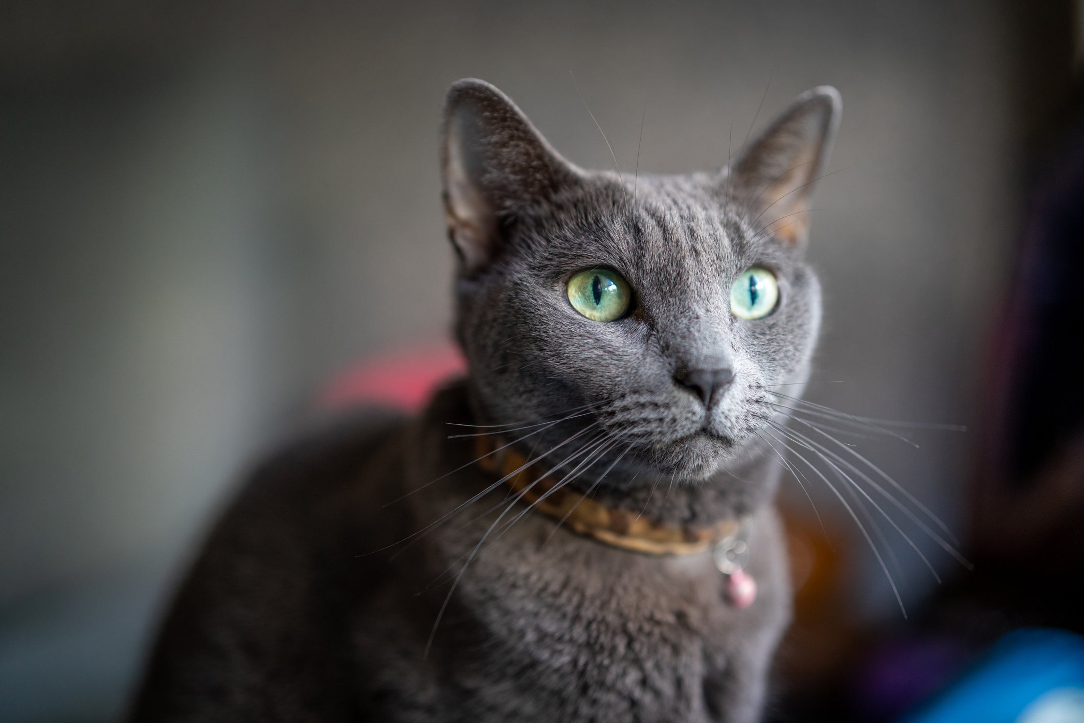 gato cinza Azul Russo de coleira sentado