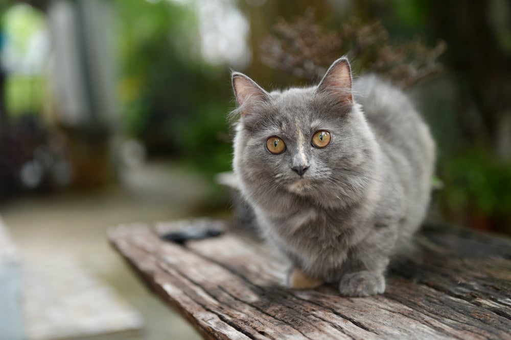 gato cinza da raça Munchkin em cima de banco de madeira