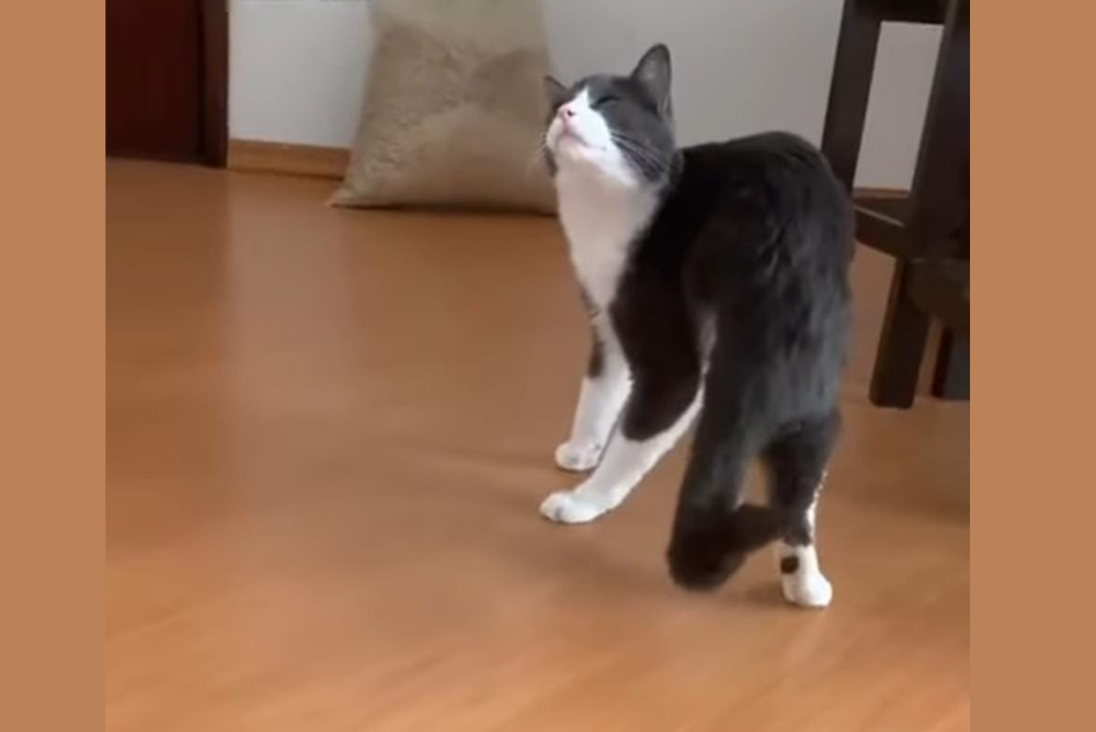 Gato com 3 patas tentando se coçar