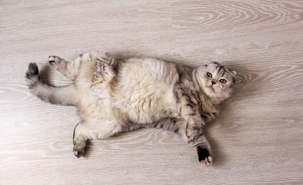 gato com a barriga inchada deitado