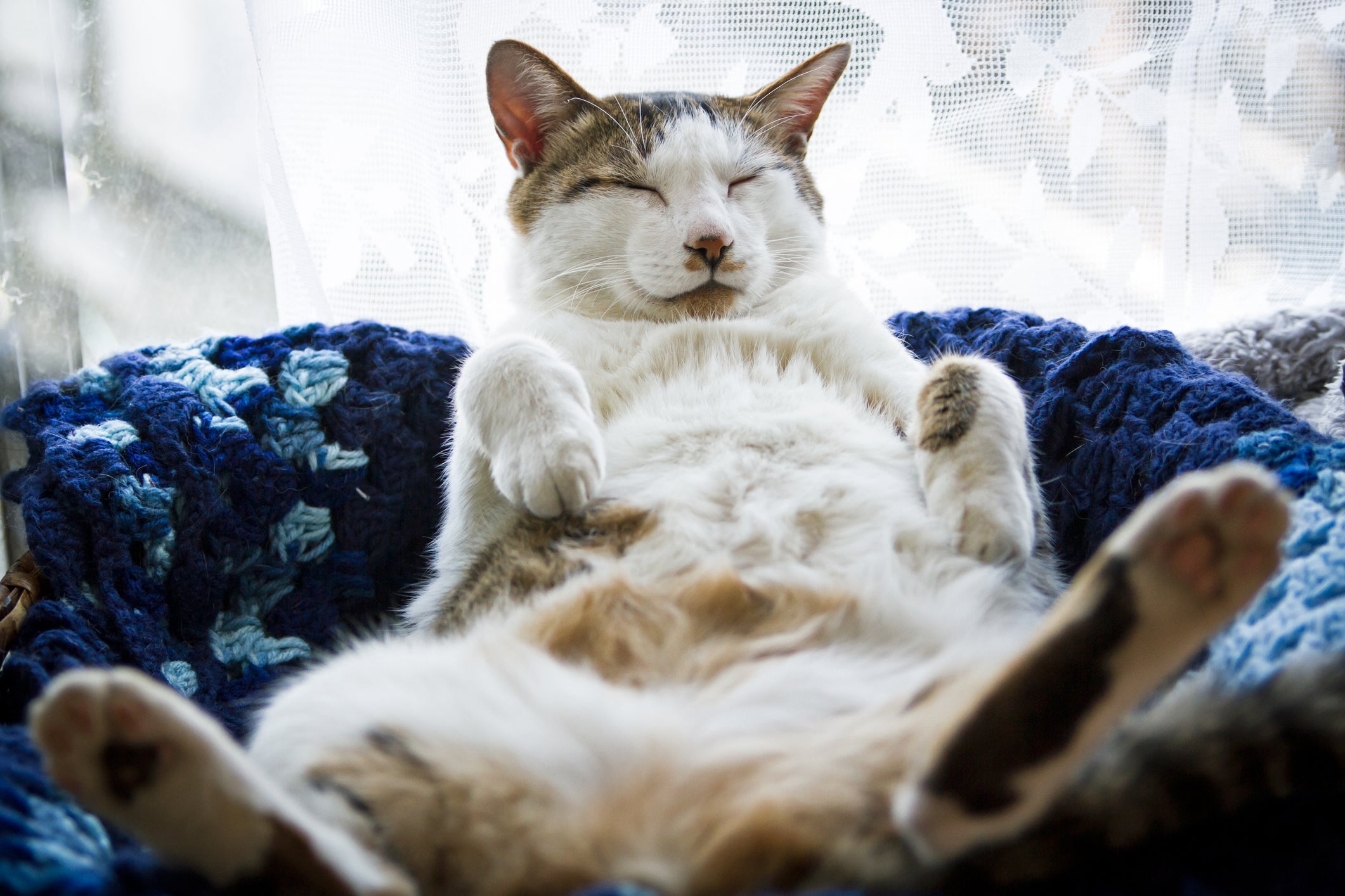 gatinho deitado com a barriga para cima