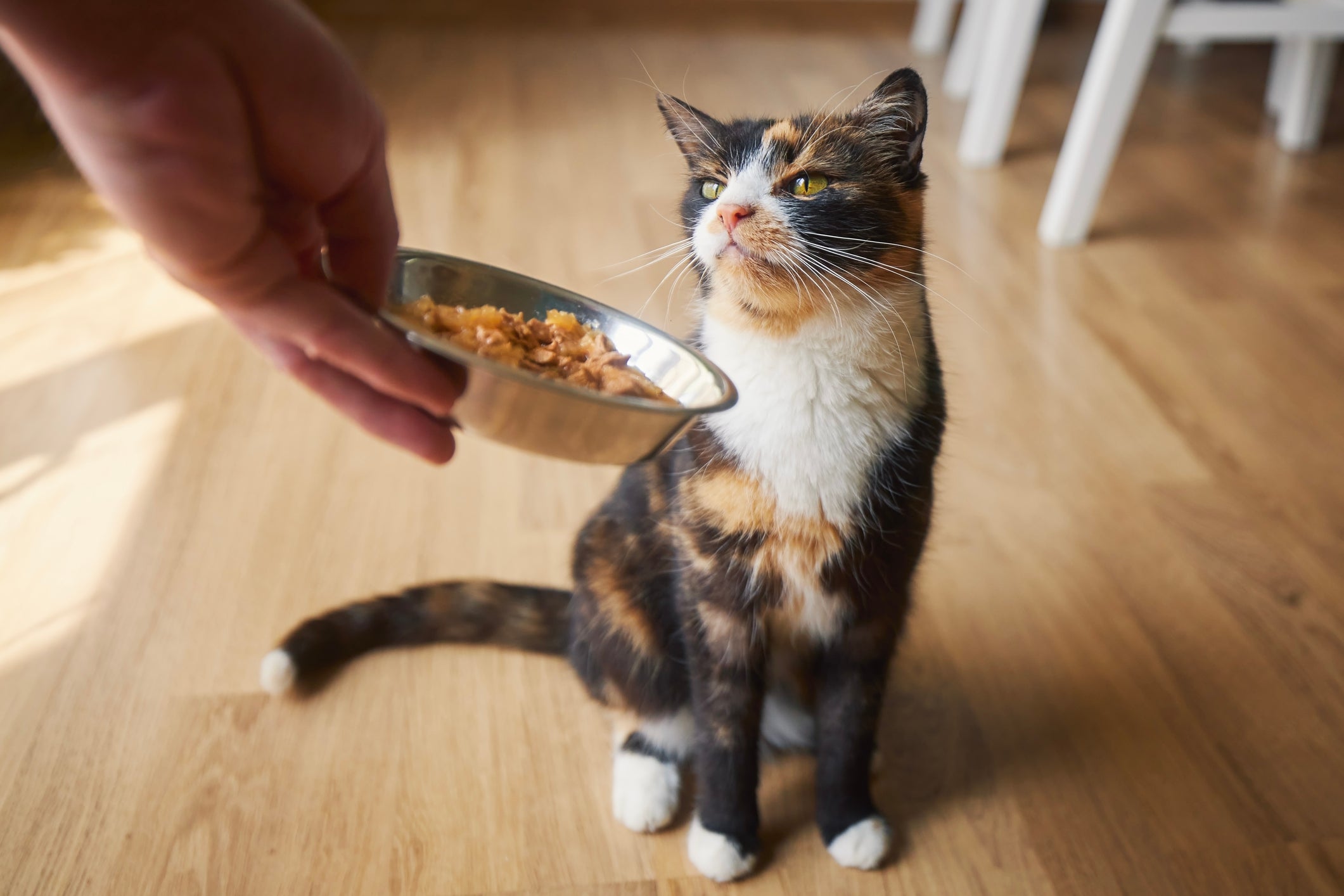 Gato olhando a ração úmida que o tutor está oferecendo