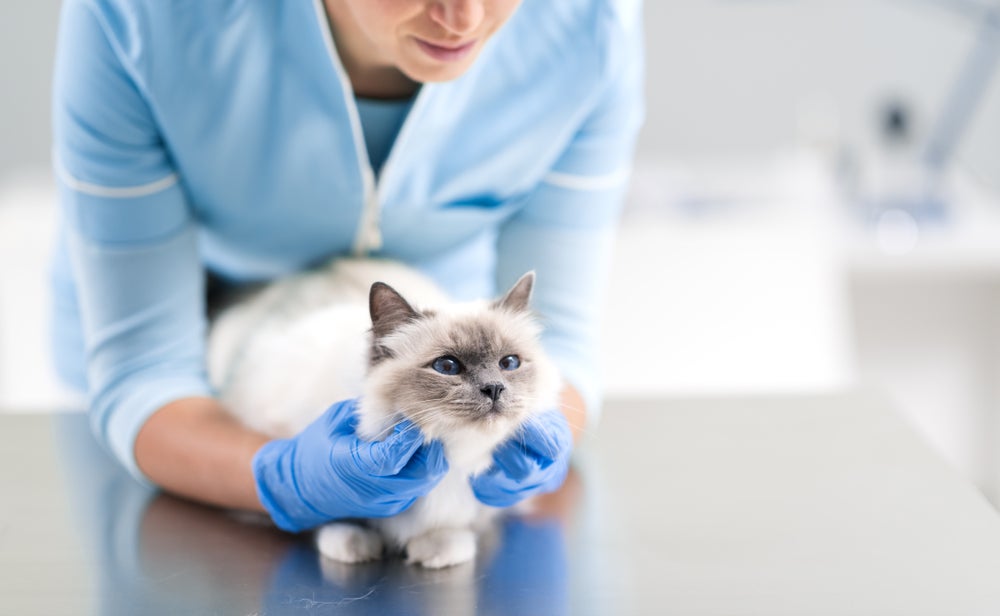 gato com diabetes no veterinário