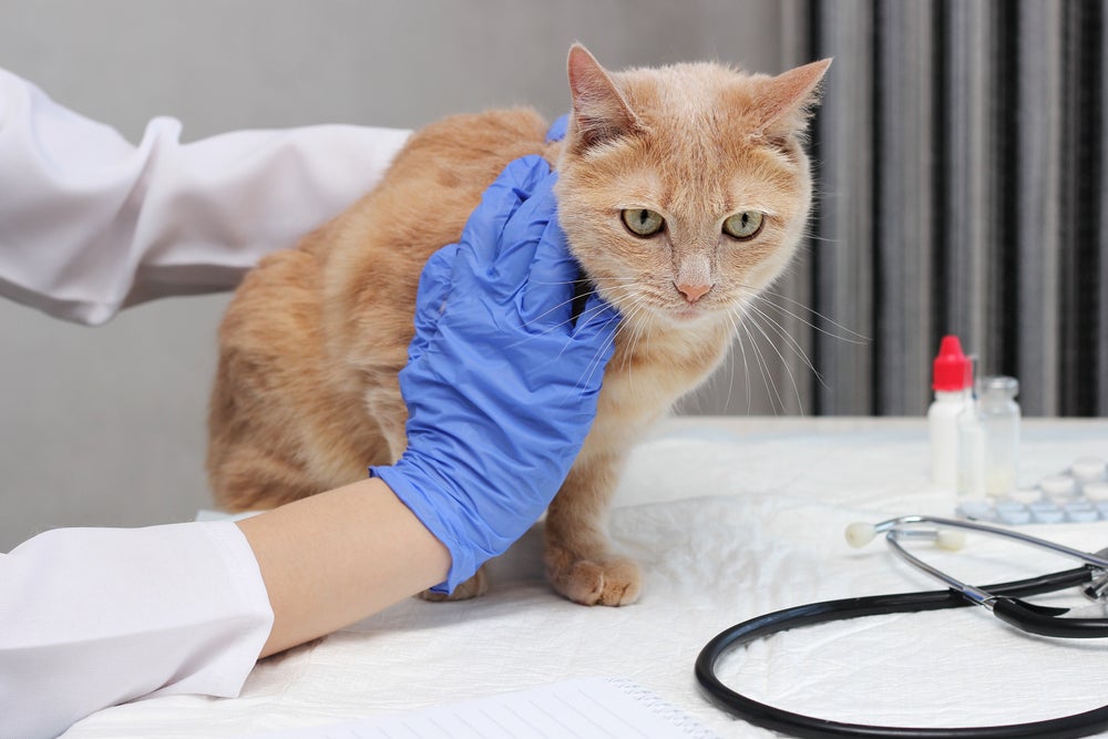 gato com diarreia no veterinário
