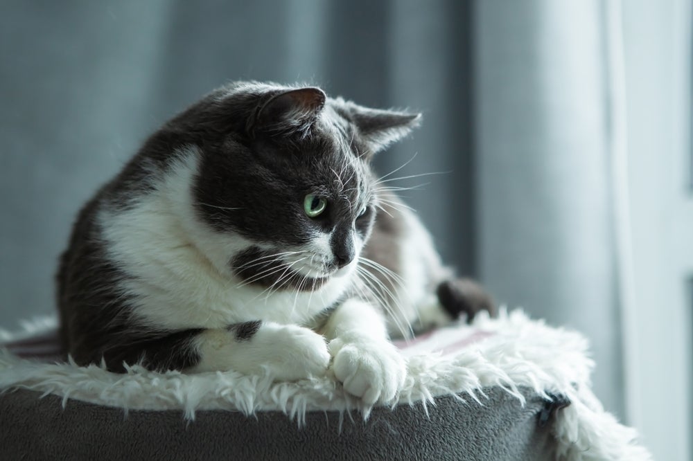 gato com down sentado em casa