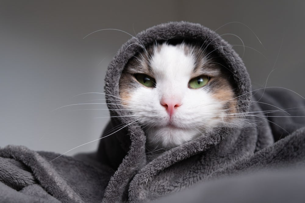 gato com febre: gato enrolado no cobertor