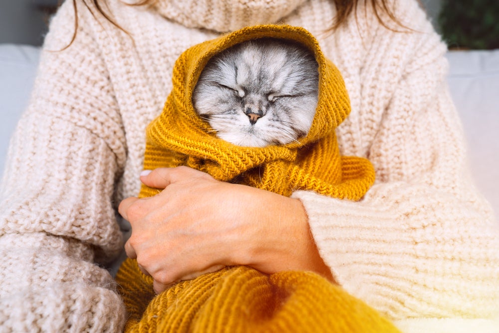 gato com gripe enrolado no cobertor