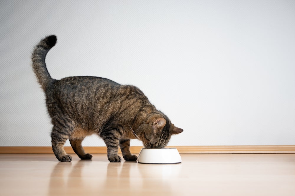gato com infecção intestinal comendo ração para gatos