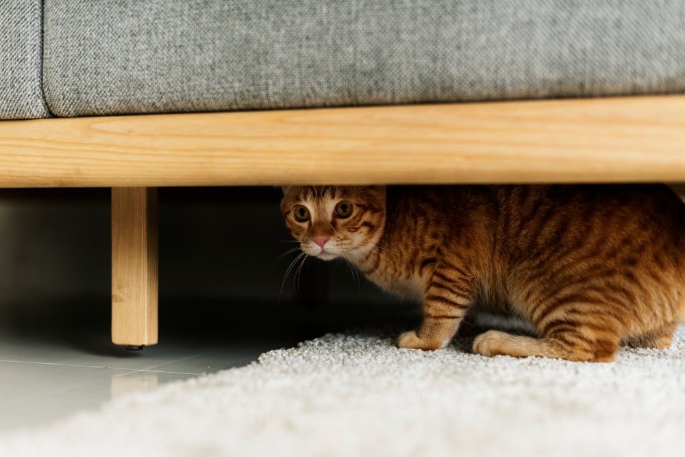 gato com medo se escondendo