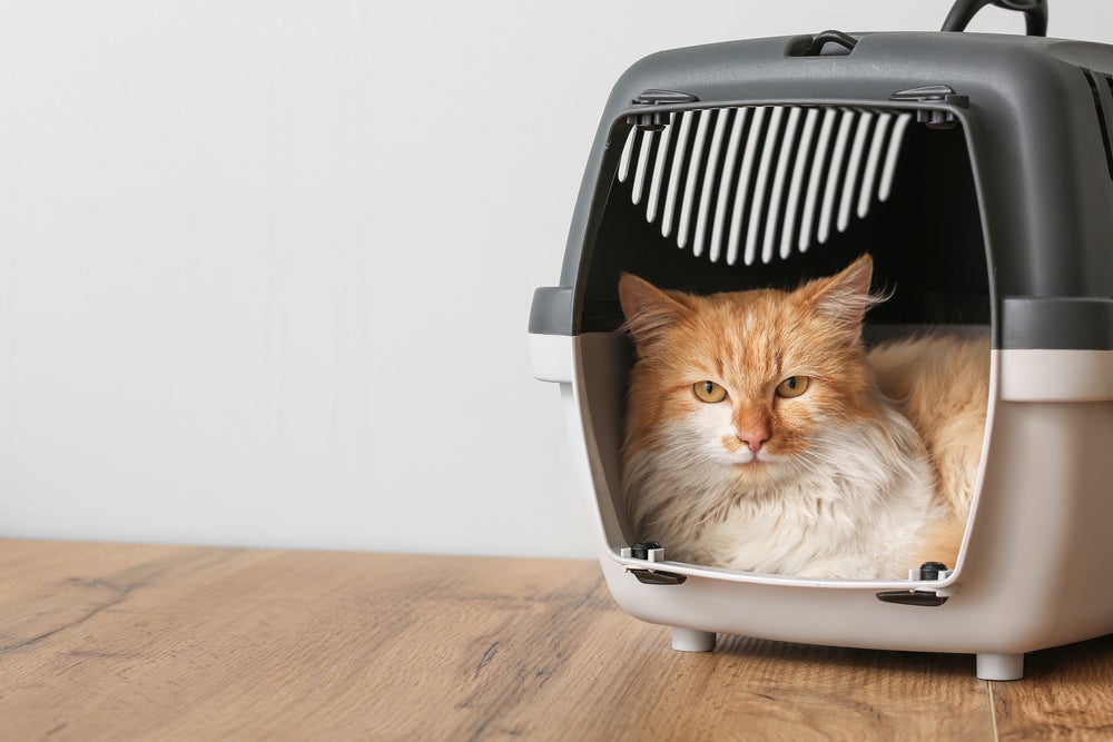 gato com medo: gato na caixa de transporte