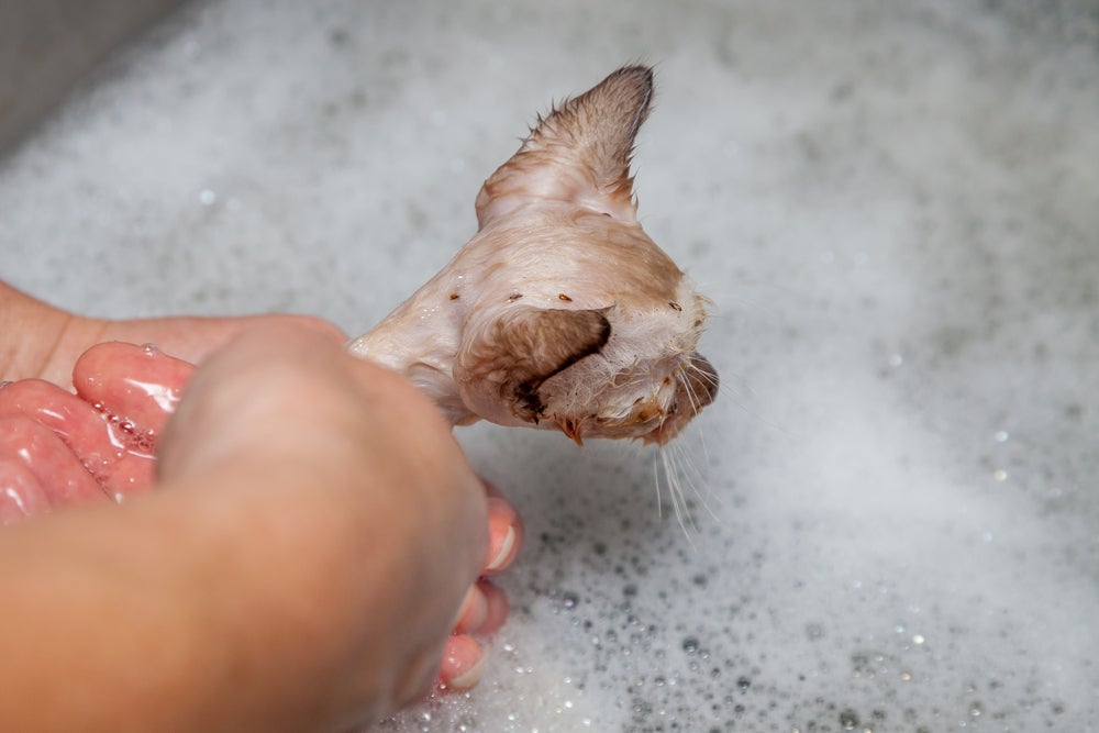 gato com pulga tomando banho