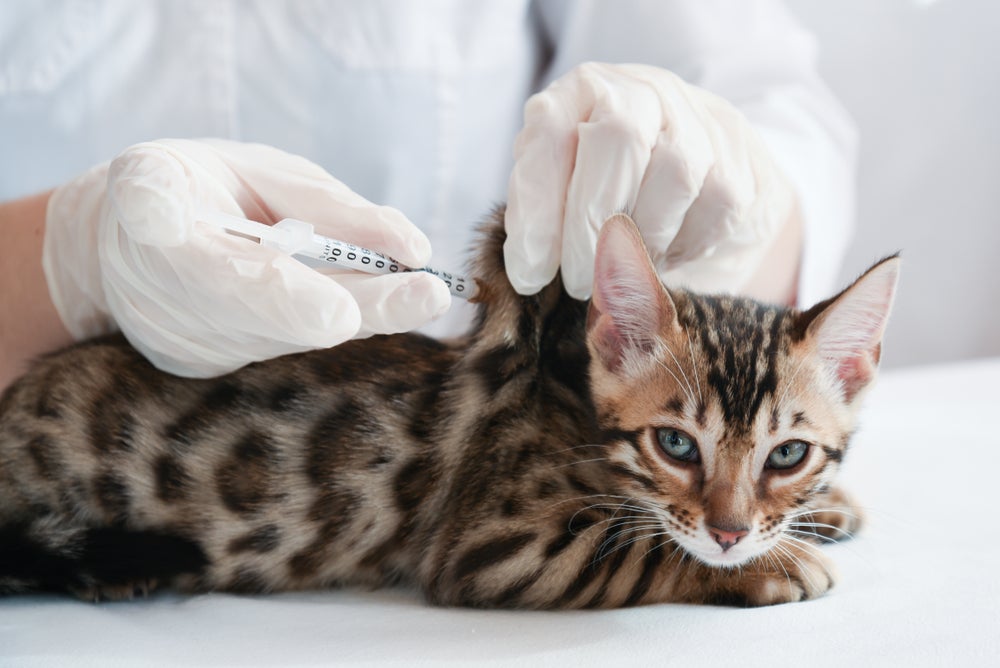 gato tomando vacina de raiva felina