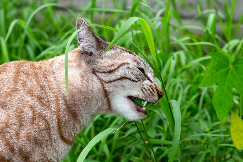 gato comendo grama