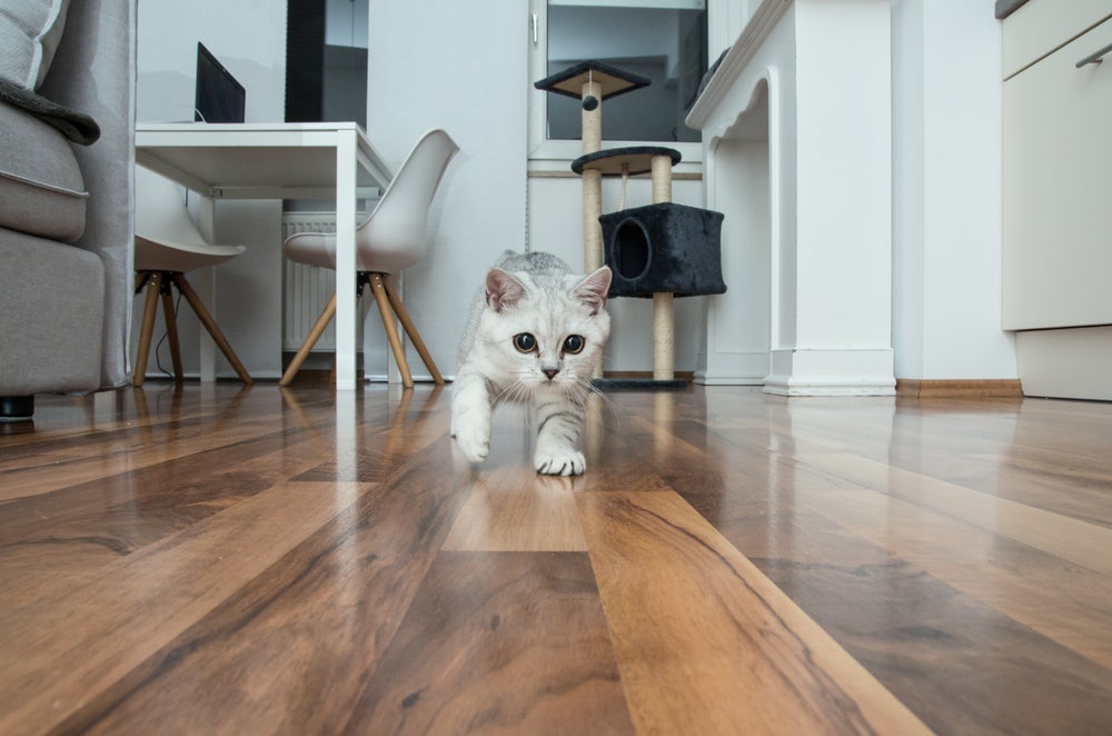 gato correndo do nada em casa