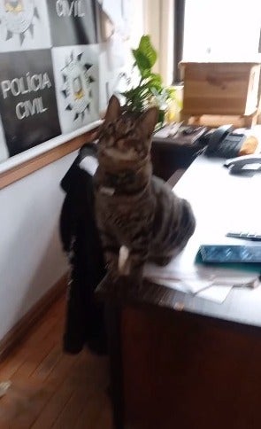 Gato de rua em cima de mesa com cartaz da Policia civil no fundo da imagem