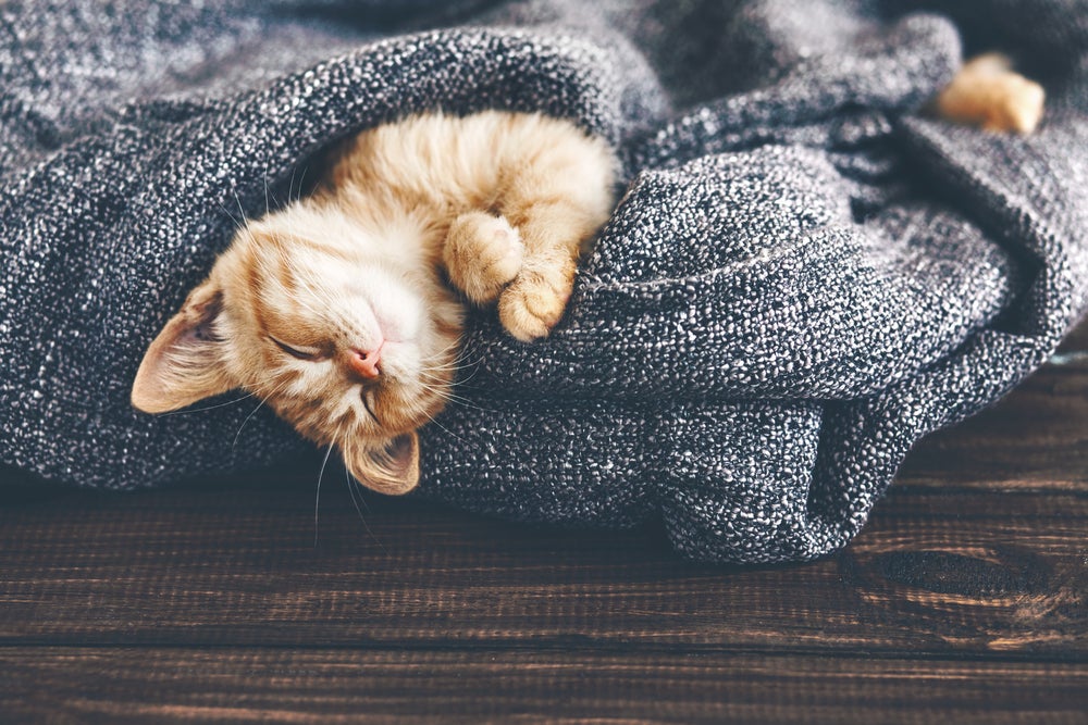 gato dormindo enrolado na coberta