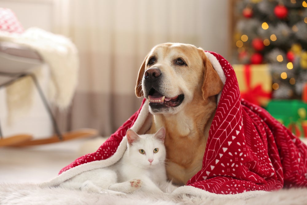 gato e cachorro com medo enrolado na coberta