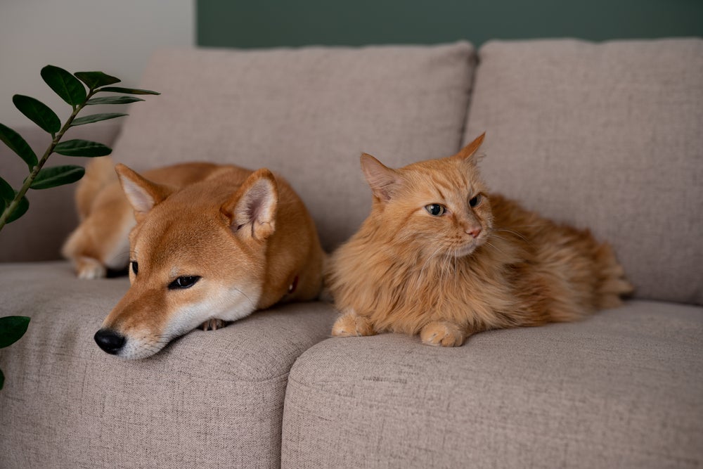 gato e cachorro tem depressão: cão e gato deitados no sofá