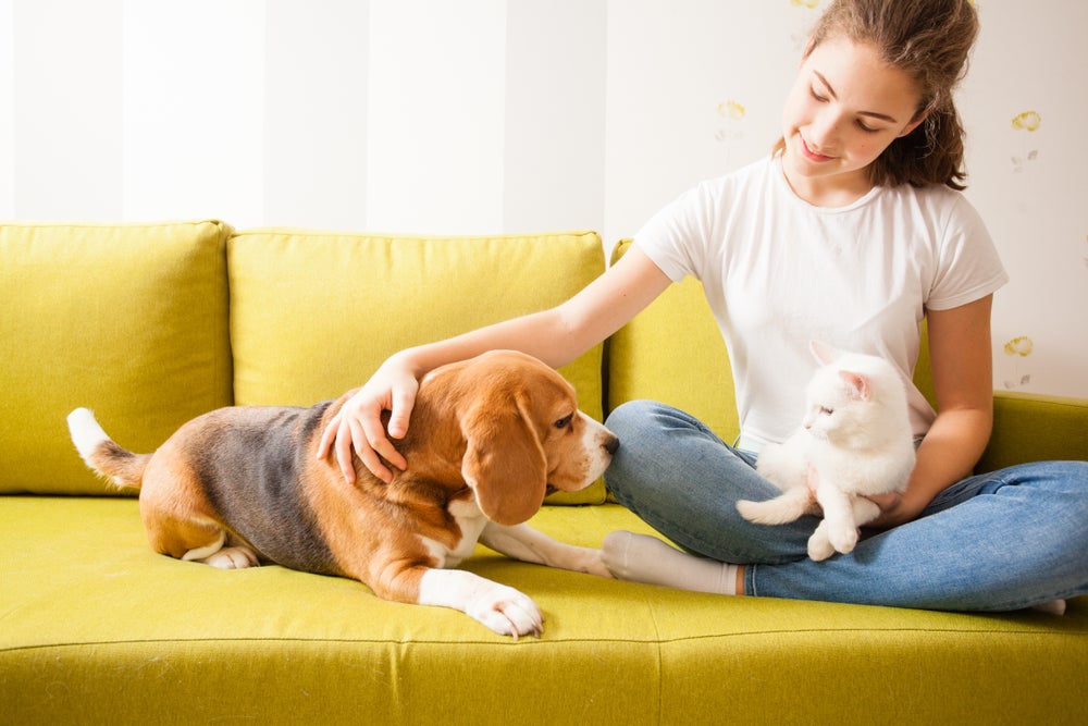 gato e cachorro no sofá com mulher