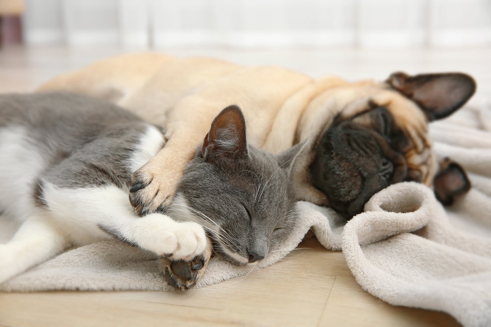 gato e cachorro deitados em cima de manta