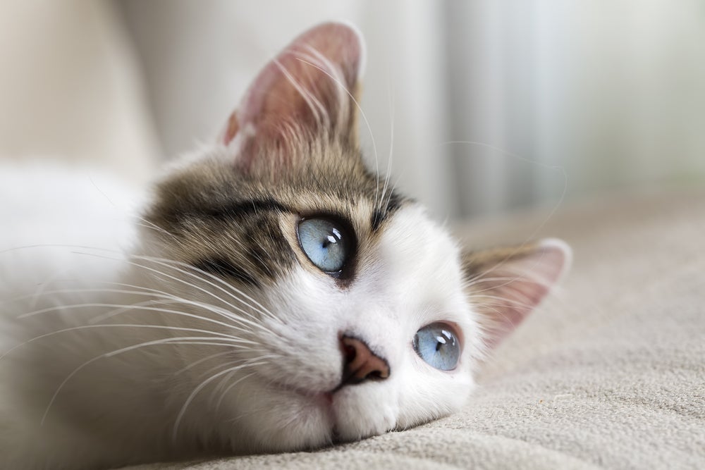 gato enxerga no escuro: gato com olho azul 