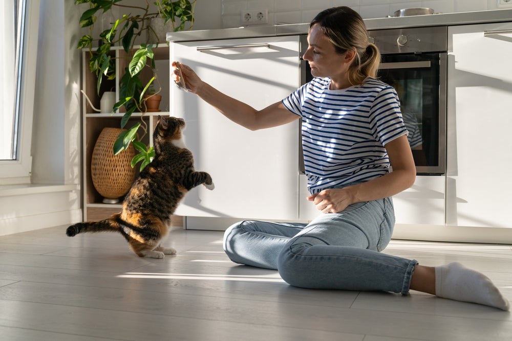 gato estressado: mulher brincando com gato em casa