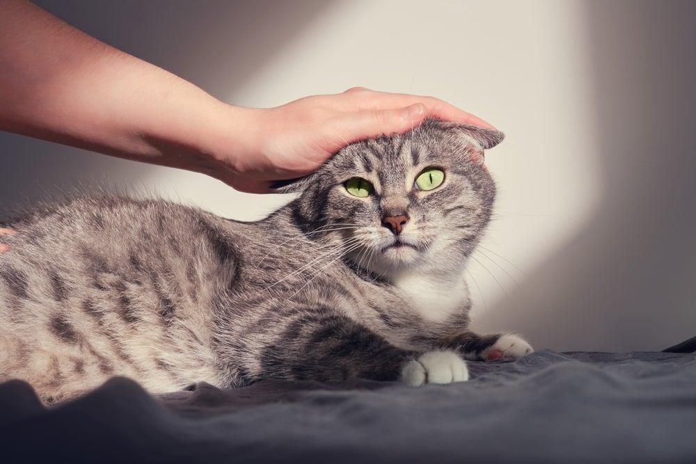 gato estressado recebendo carinho do dono