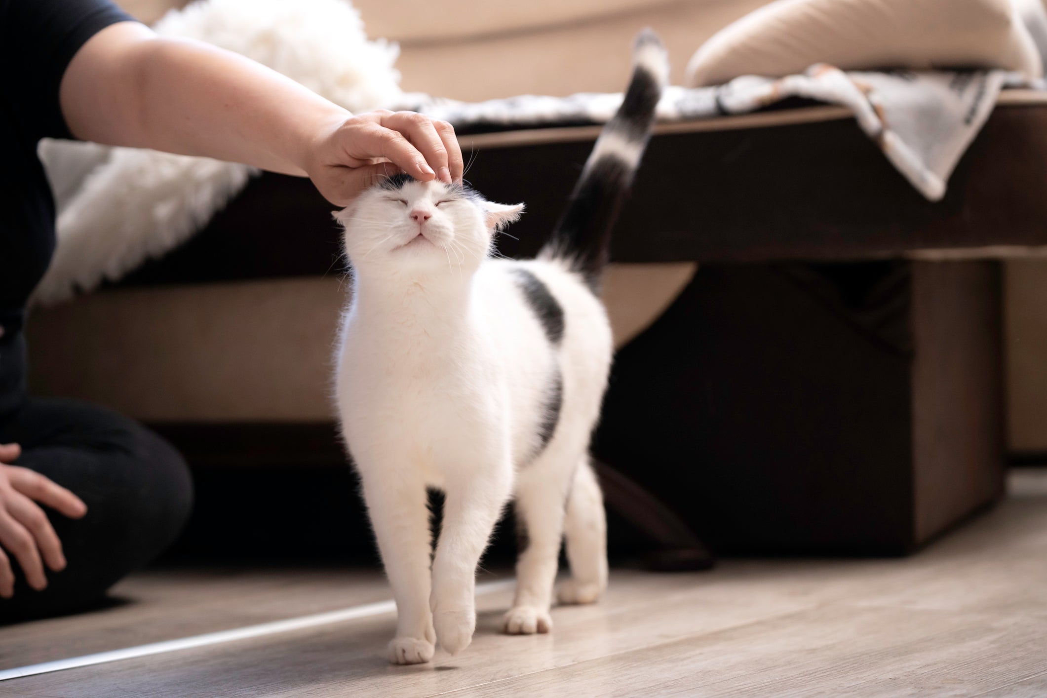 gato recebendo carinho