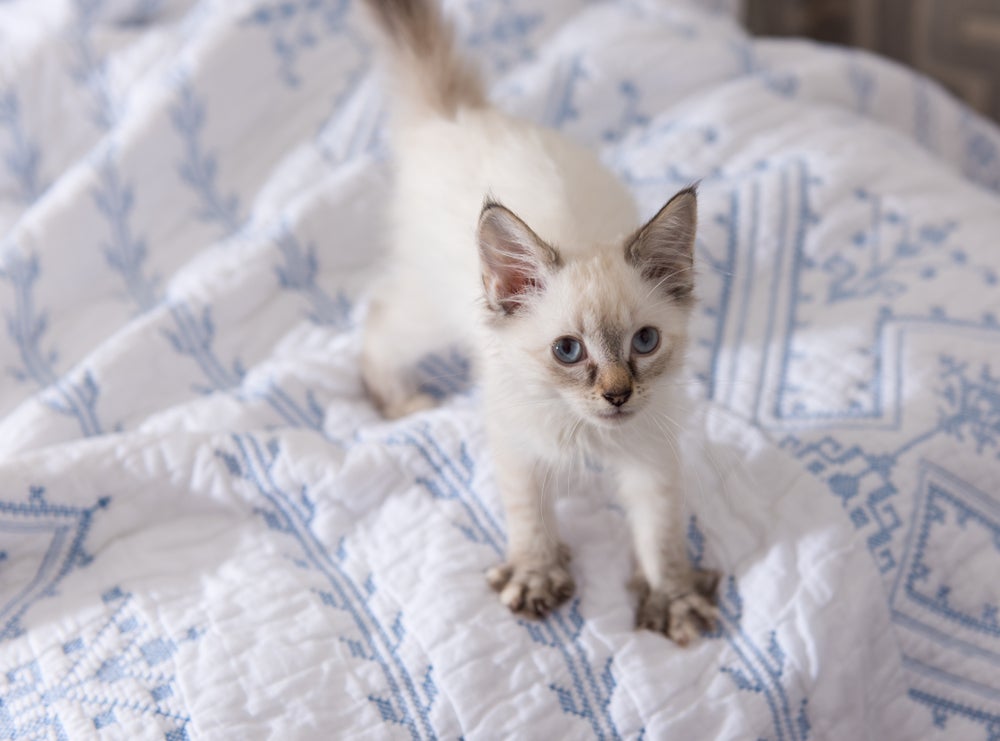 Gato amassando pãozinho na cama