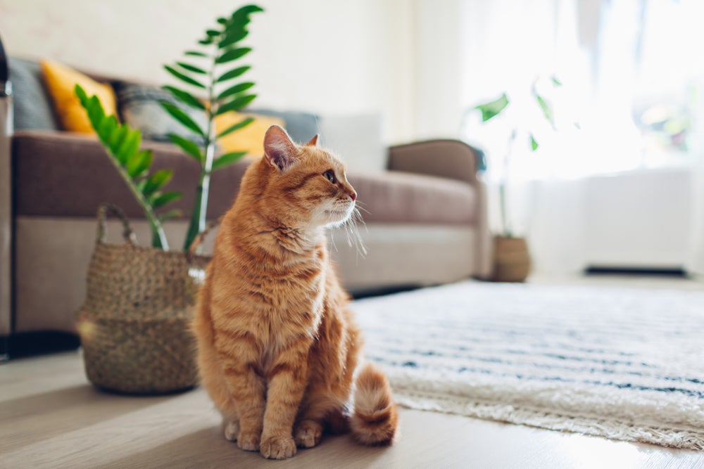 gato filhote olhando a casa