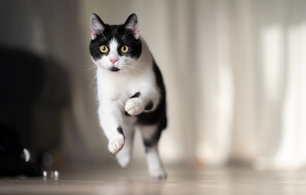 gato frajola correndo em casa