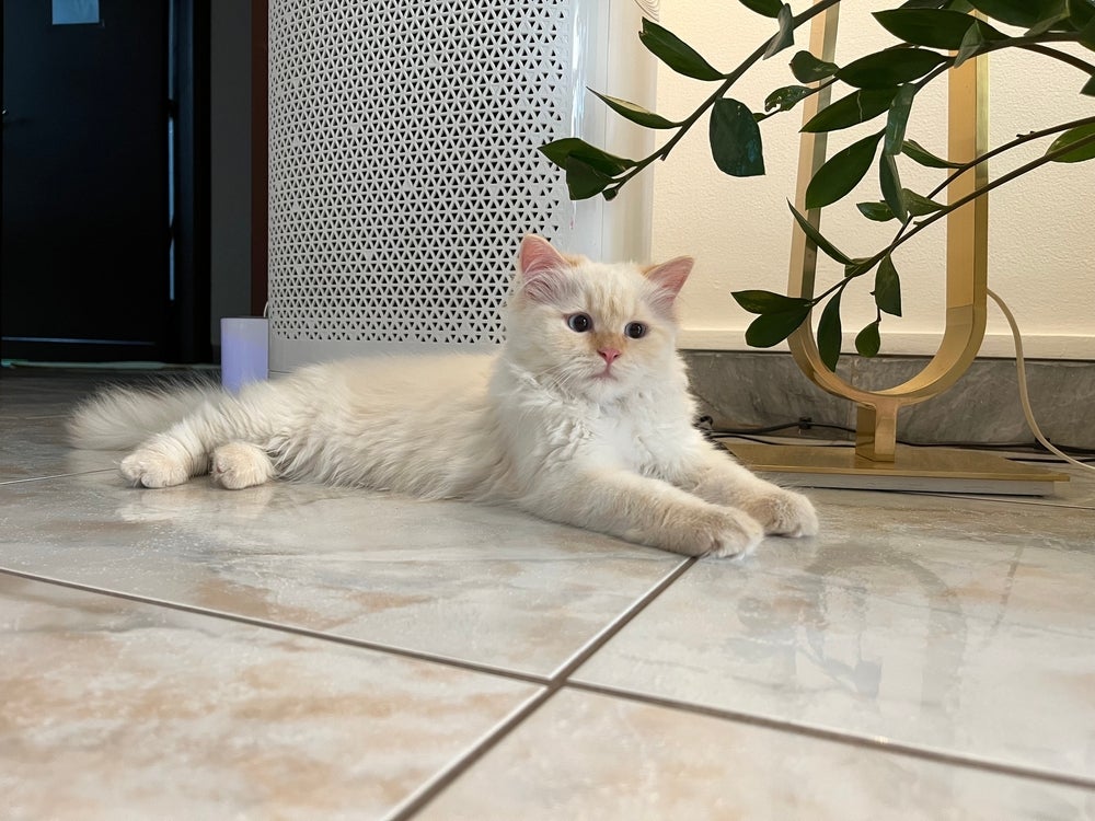 gato himalaio branco