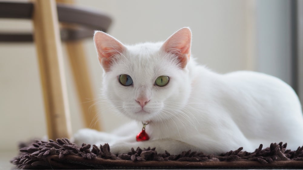 gato khao manee branco
