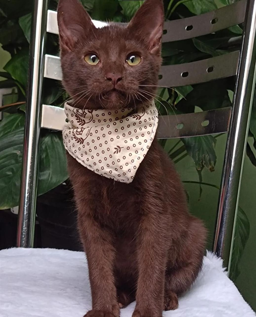 gato marrom sentado em cadeira usando bandana