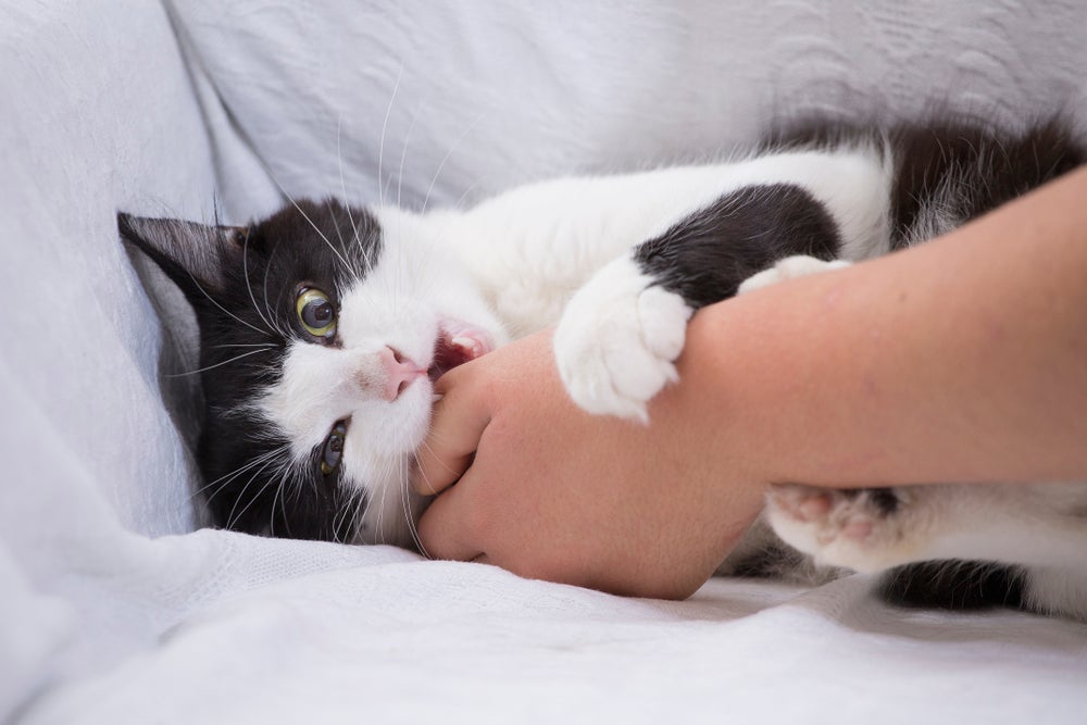 mordida de gato: gato mordendo dedo