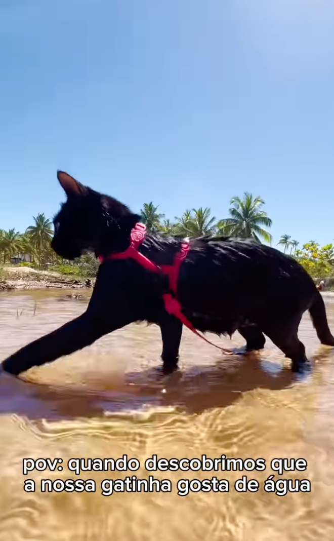 gato na praia de coleira