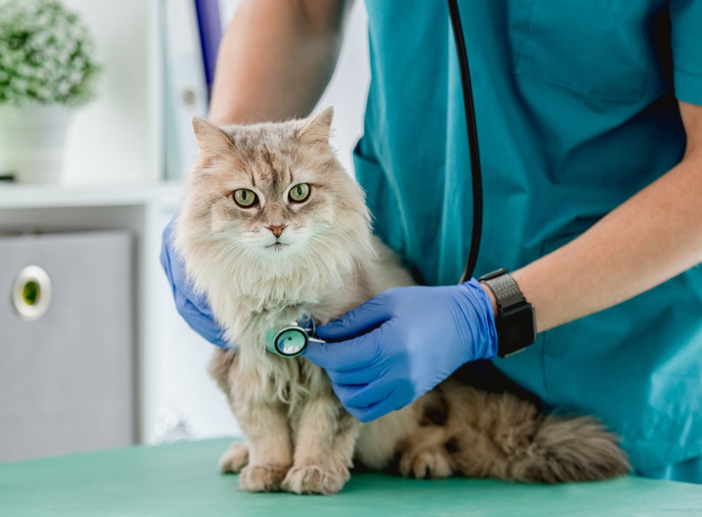 gato no veterinário