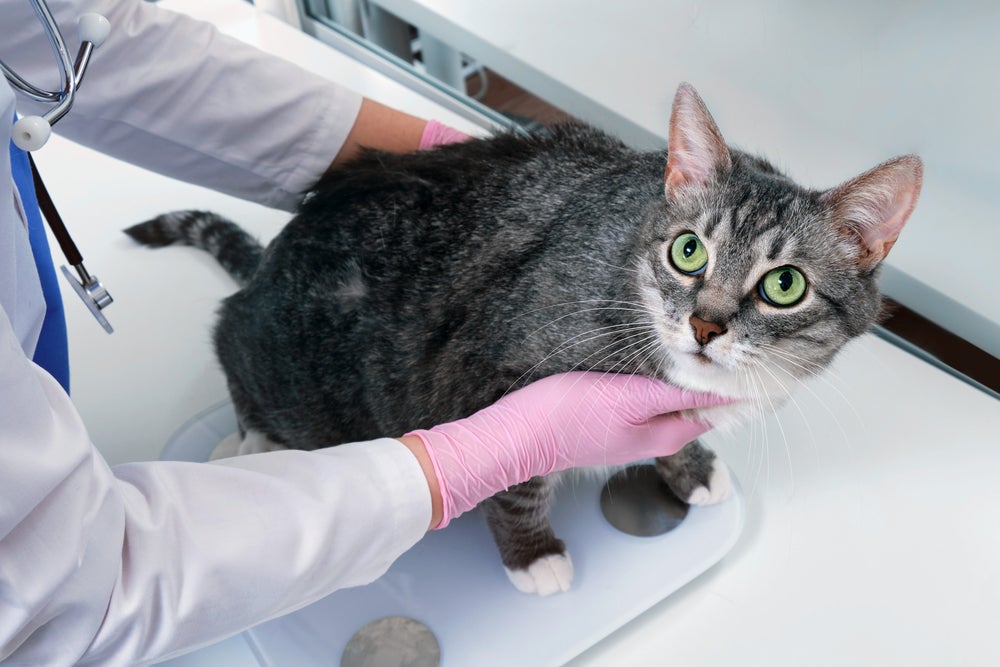 gato obeso: gato sendo observado por veterinário