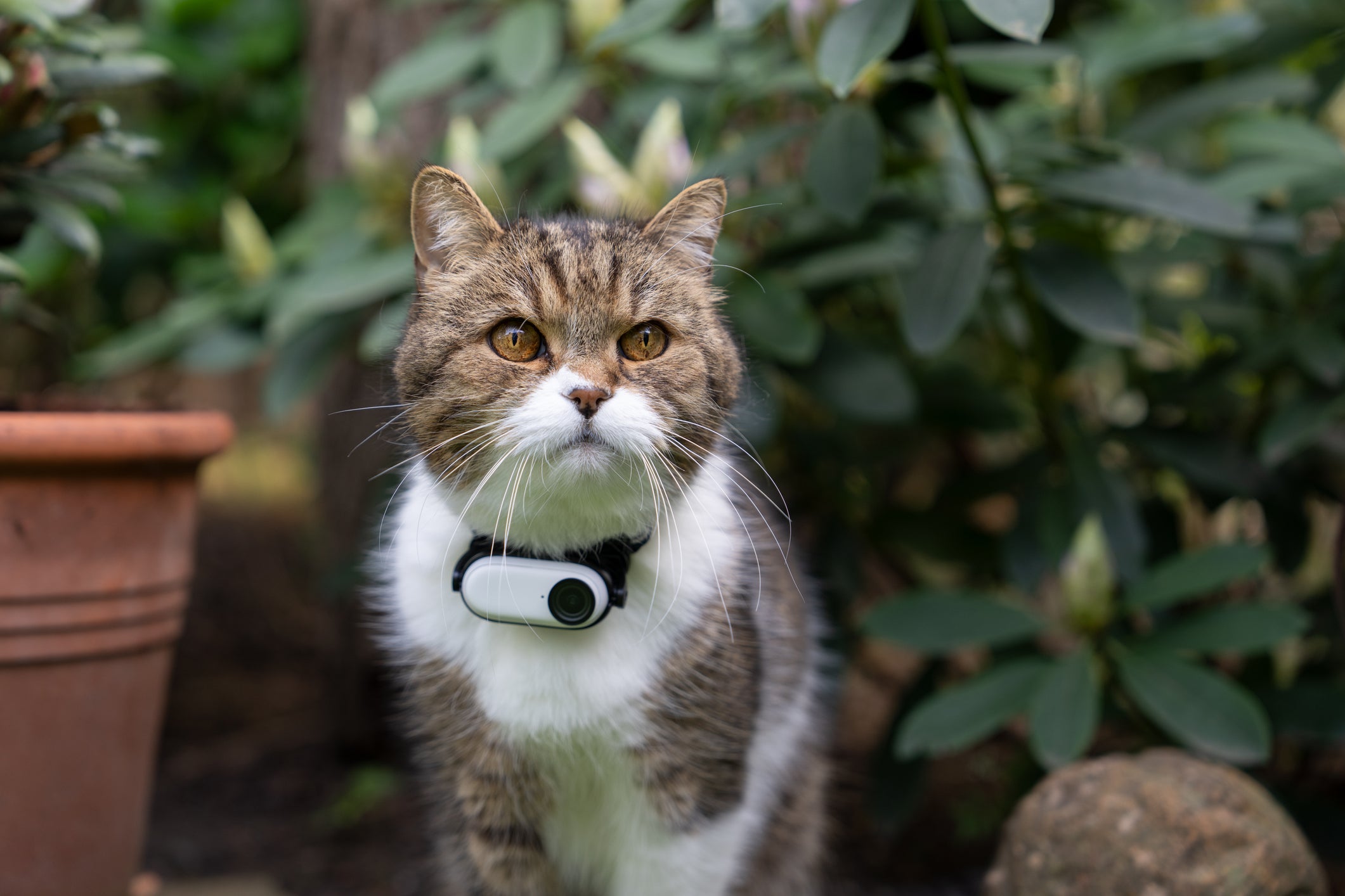 Gato perdido usando coleira com GPS 