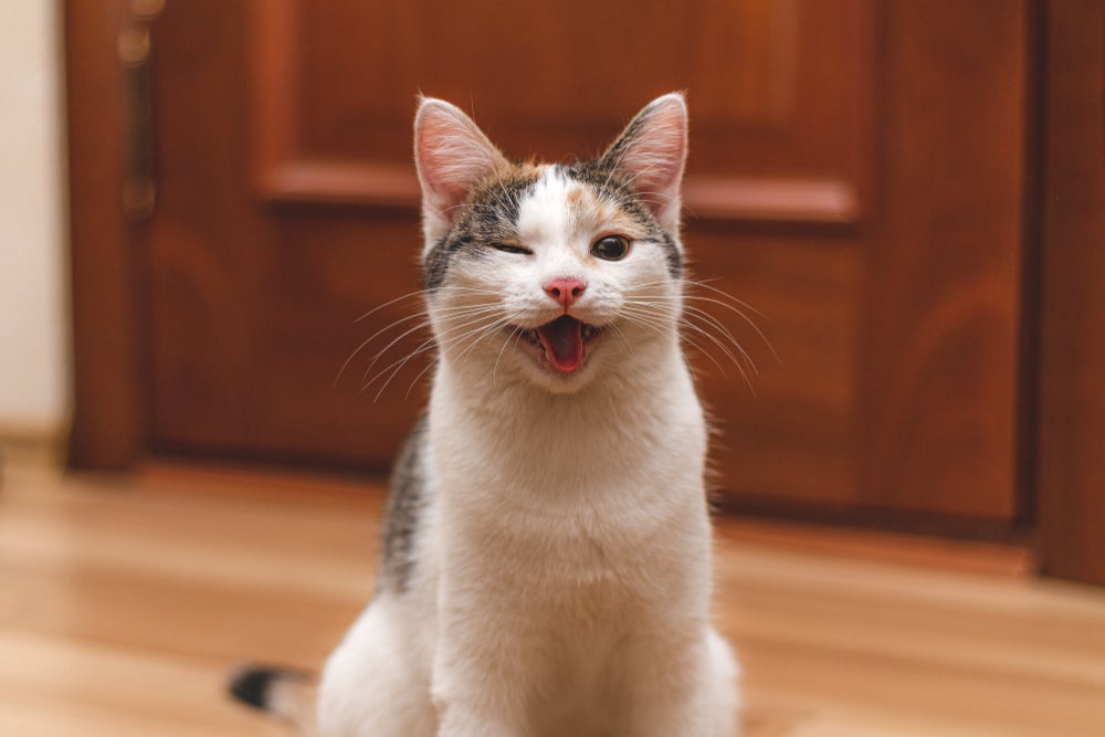 linguagem felina: gato piscando o olho e sorrindo