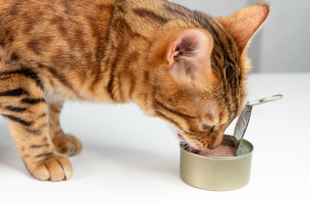 gato comendo atum em lata